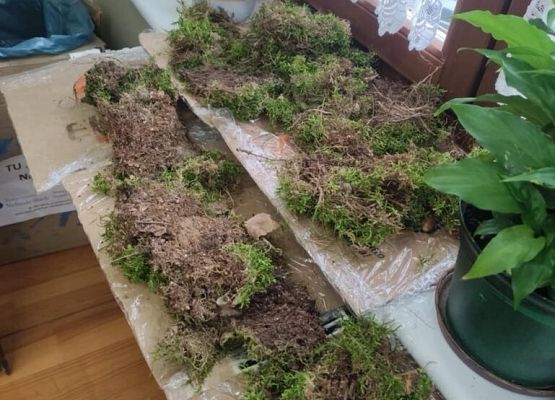 Warsztat Rękodzielniczy – Natura w Twórczości grafika